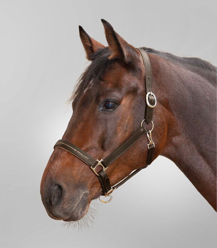 Star Diamond Leather Halter