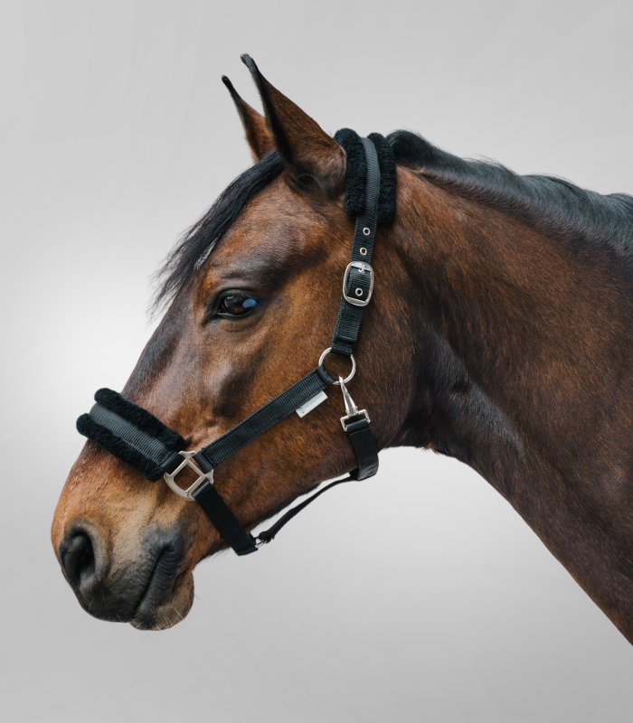 First Halter