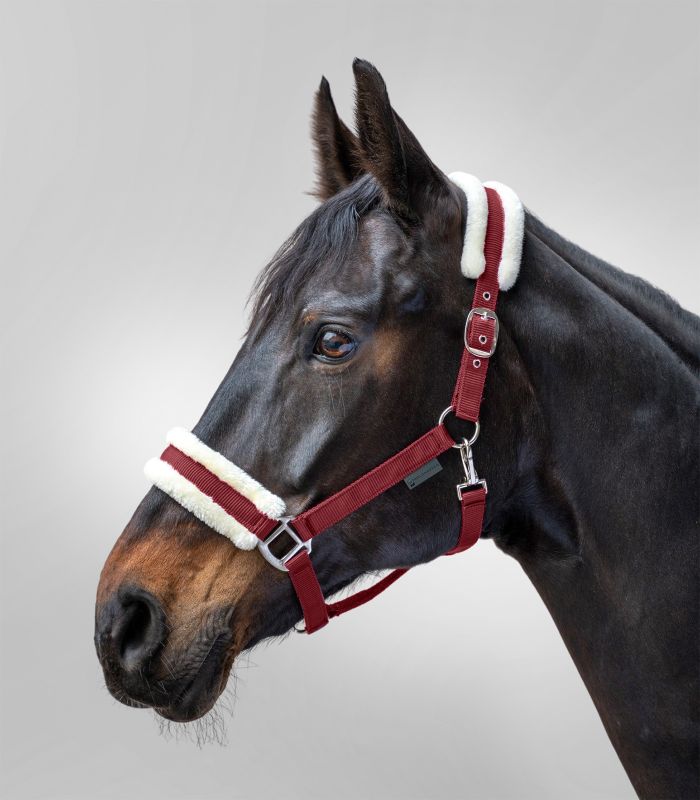 First Halter