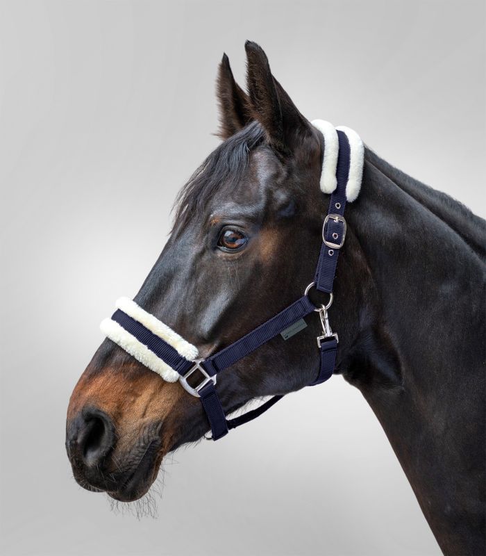 First Halter