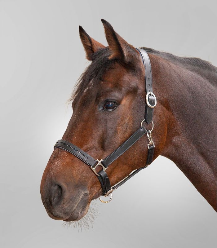 Star Diamond Leather Halter