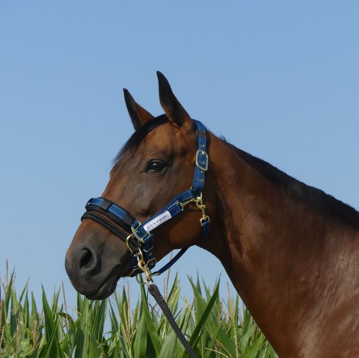 Stübben LK Controller for stable halters